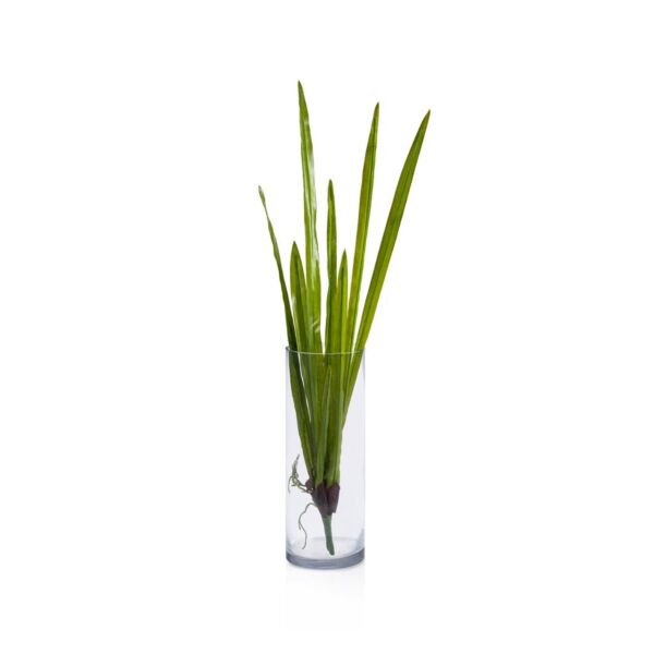 baytonia_main product photo