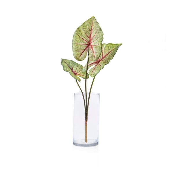 baytonia_main product photo