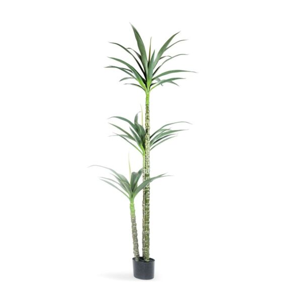 baytonia_main product photo