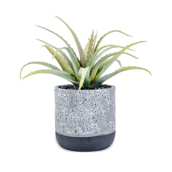 baytonia_main product photo