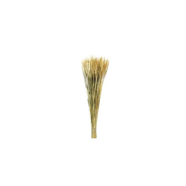 baytonia_main product photo