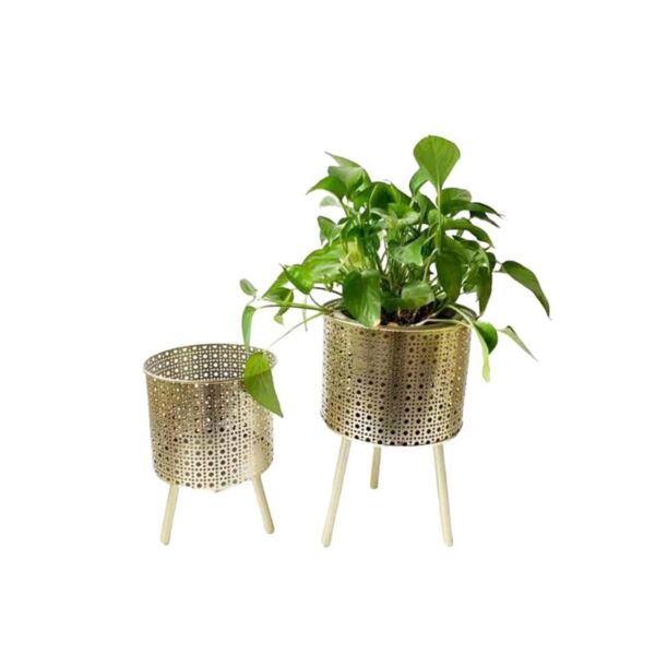 baytonia_main product photo