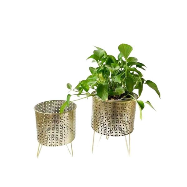 baytonia_main product photo