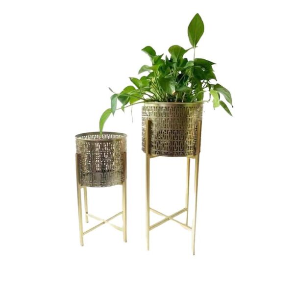 baytonia_main product photo
