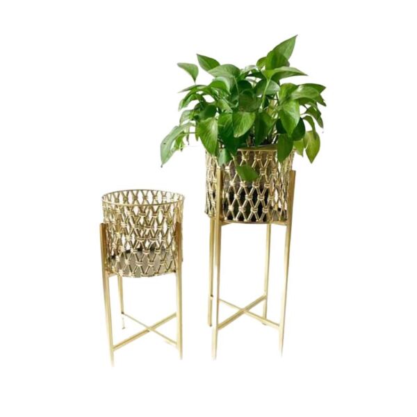 baytonia_main product photo