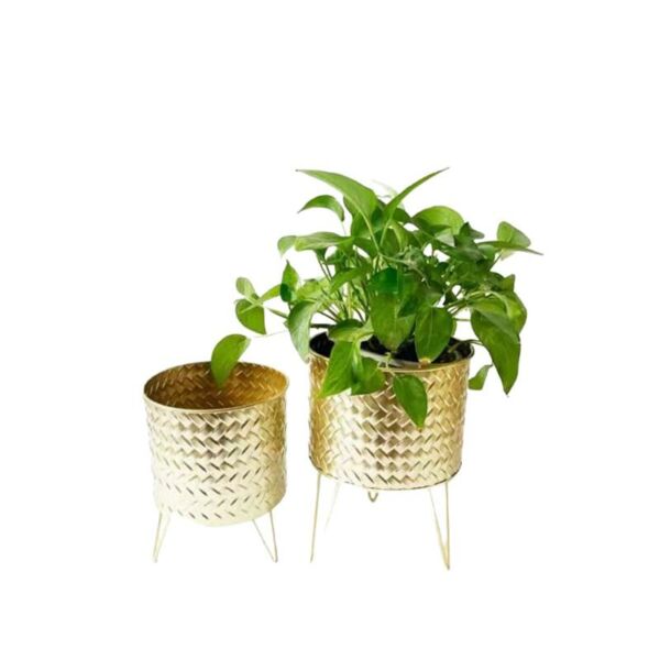baytonia_main product photo