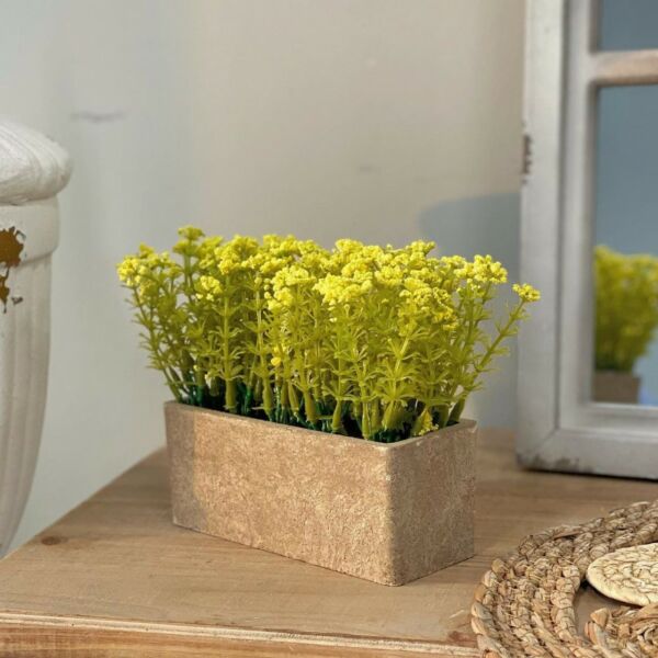 baytonia_main product photo