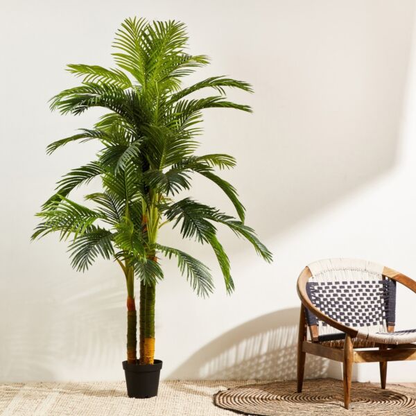 baytonia_main product photo