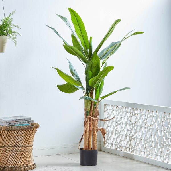 baytonia_main product photo