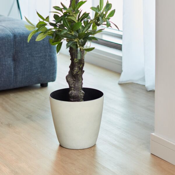 baytonia_main product photo