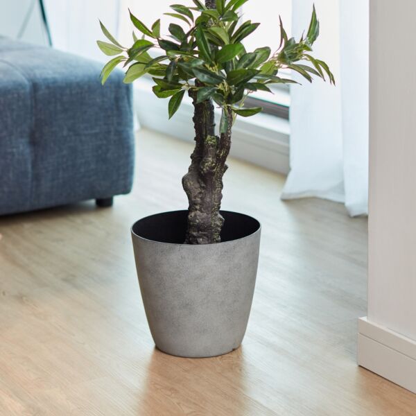 baytonia_main product photo