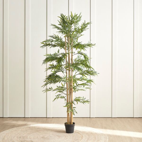 baytonia_main product photo