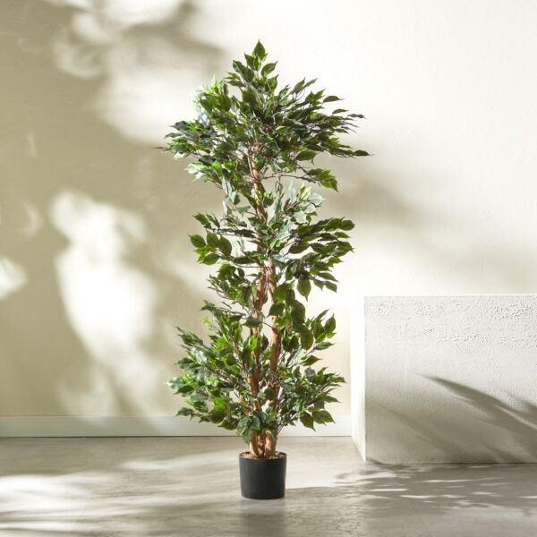 baytonia_main product photo