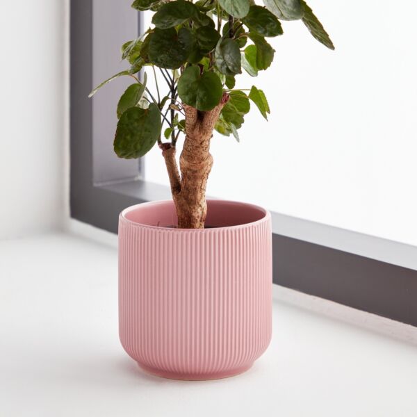 baytonia_main product photo