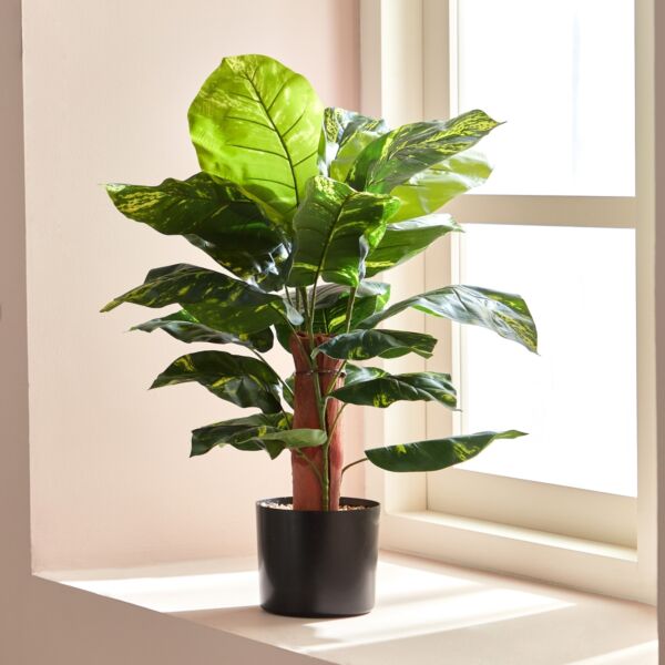baytonia_main product photo