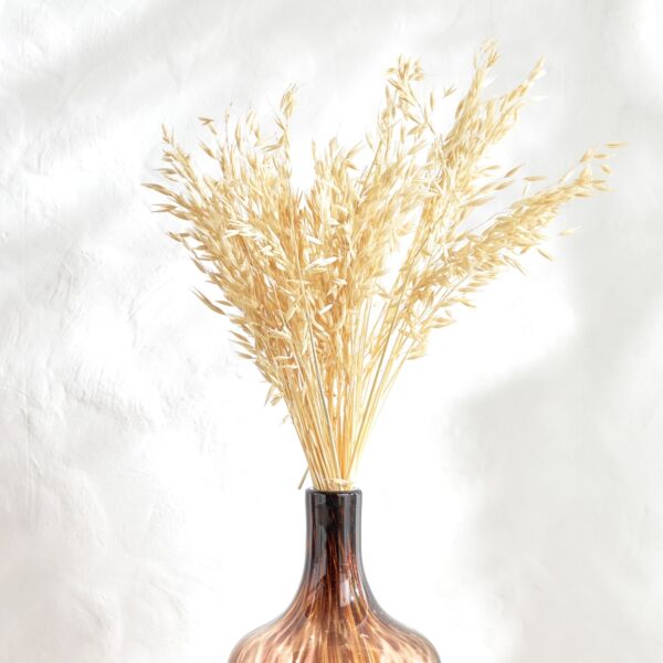 baytonia_main product photo