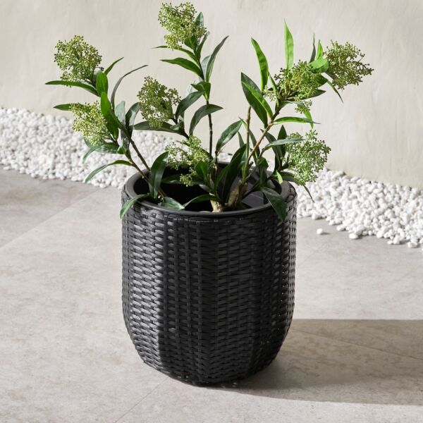 baytonia_main product photo