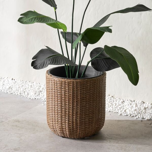 baytonia_main product photo