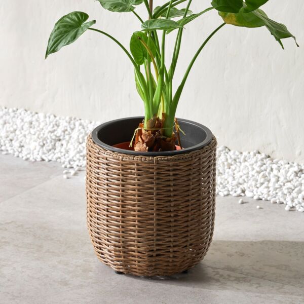 baytonia_main product photo