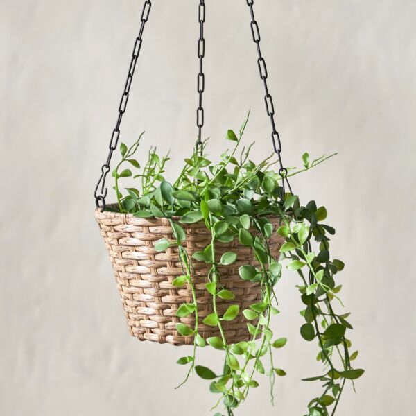 baytonia_main product photo
