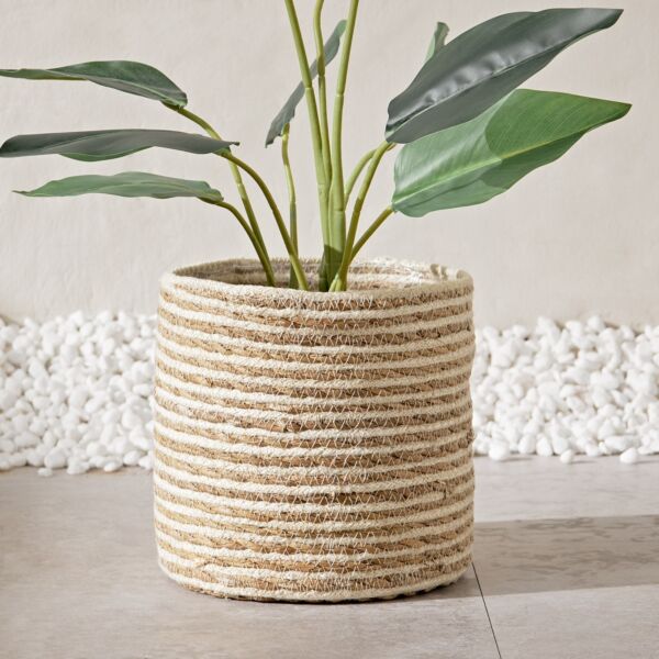 baytonia_main product photo
