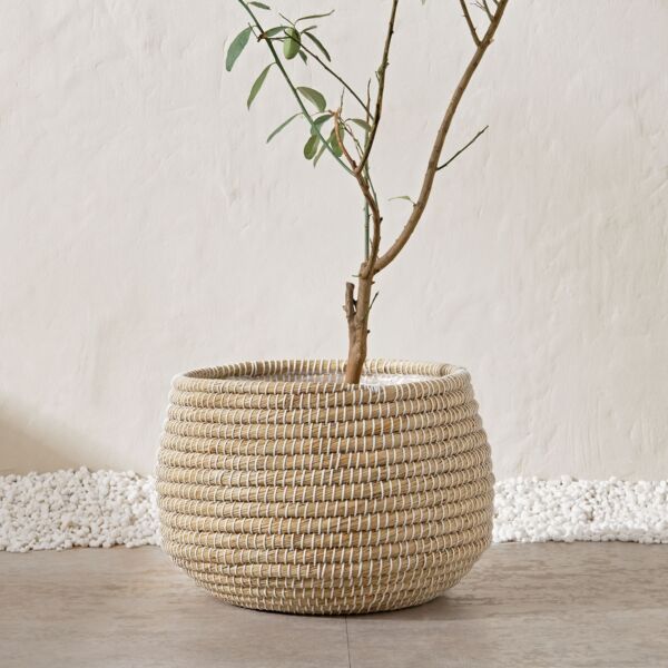 baytonia_main product photo