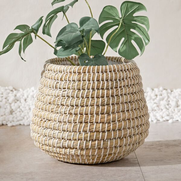 baytonia_main product photo