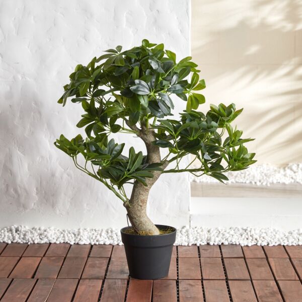 baytonia_main product photo