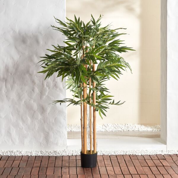 baytonia_main product photo