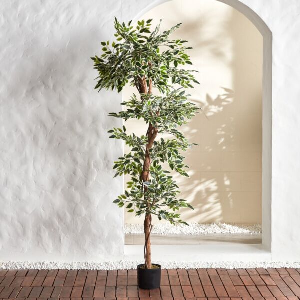 baytonia_main product photo