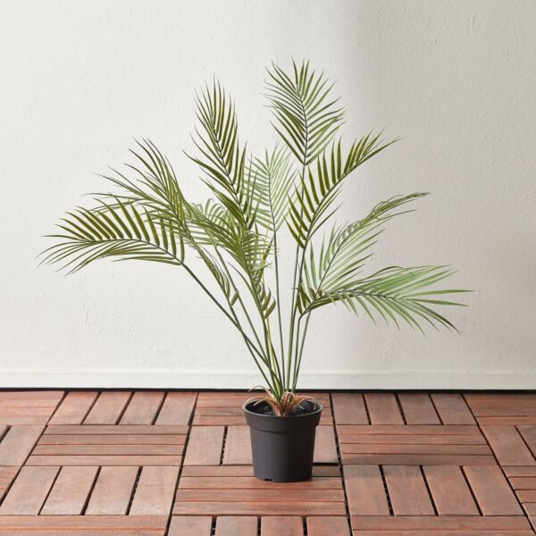 baytonia_main product photo