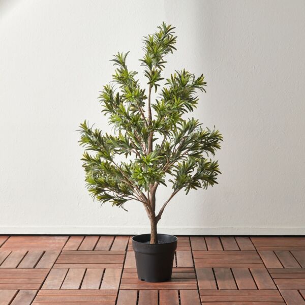 baytonia_main product photo