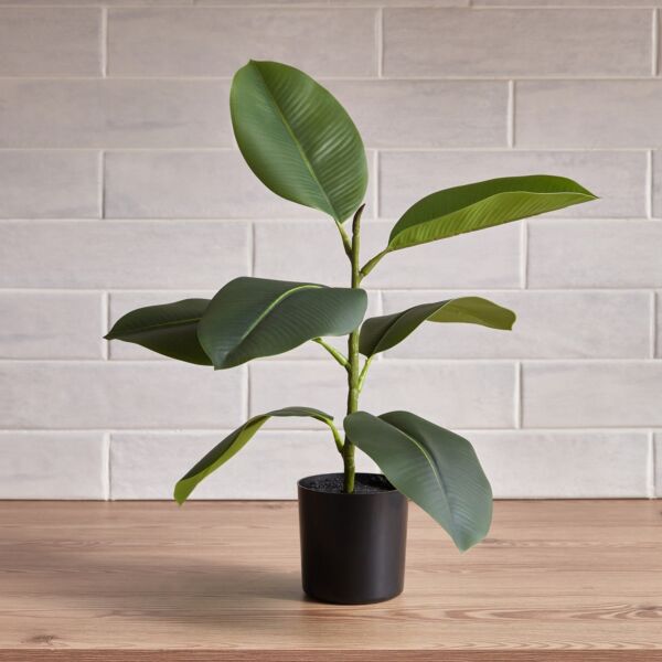 baytonia_main product photo