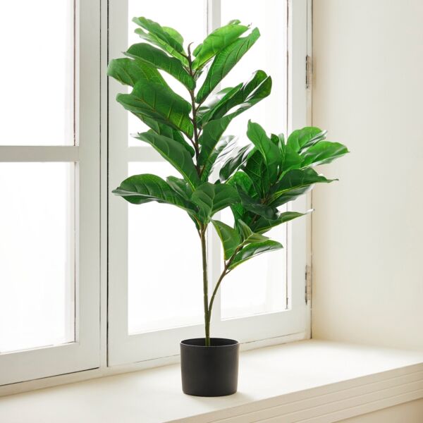 baytonia_main product photo
