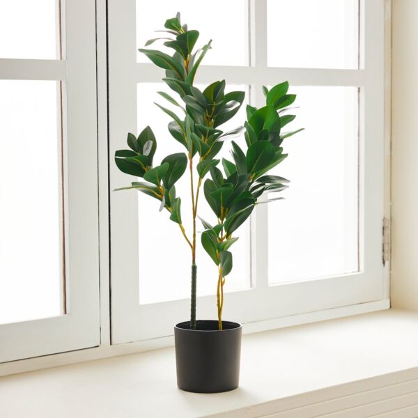 baytonia_main product photo