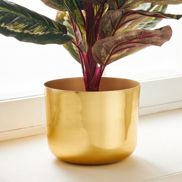 baytonia_main product photo