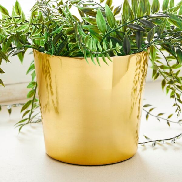 baytonia_main product photo