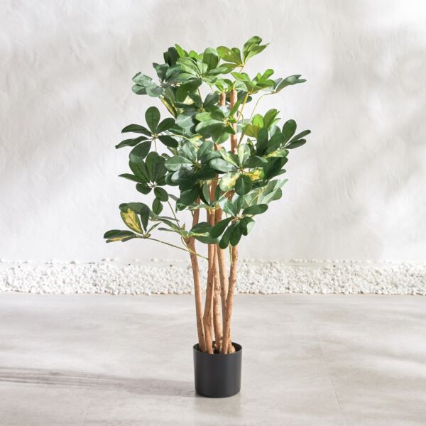 baytonia_main product photo