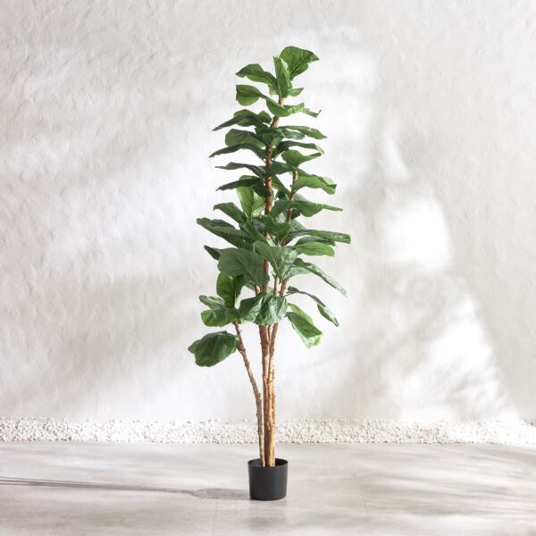 baytonia_main product photo