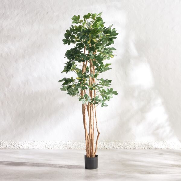 baytonia_main product photo