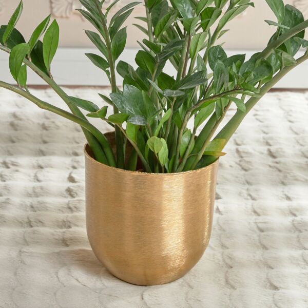 baytonia_main product photo