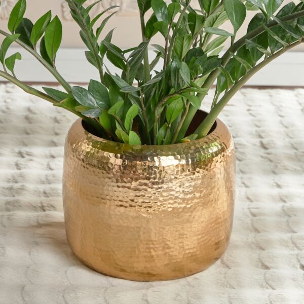 baytonia_main product photo