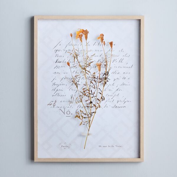 baytonia_main product photo