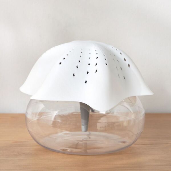 baytonia_main product photo