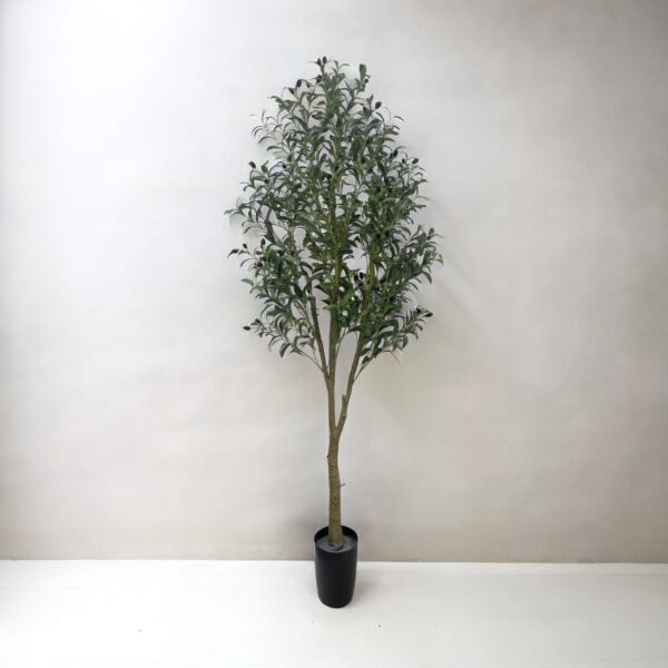 baytonia_main product photo