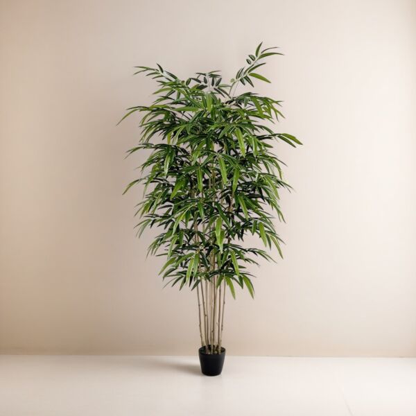 baytonia_main product photo