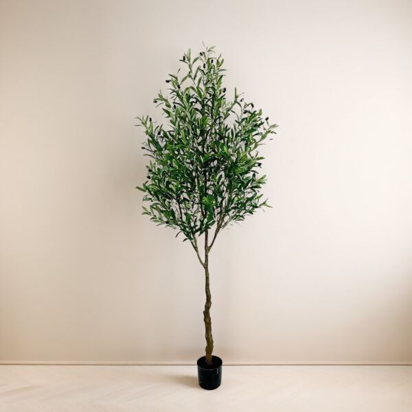 baytonia_main product photo