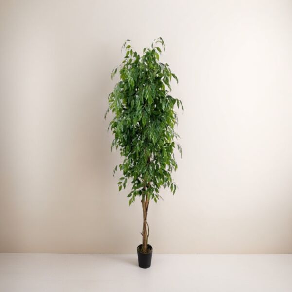 baytonia_main product photo