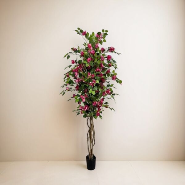baytonia_main product photo