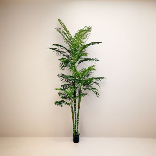 baytonia_main product photo